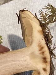 Cortinarius percomis