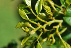 Dalbergia obovata