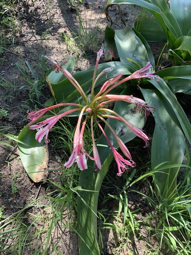 Crinum stuhlmannii subsp. delagoense image