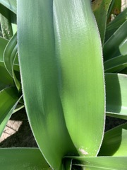 Crinum stuhlmannii image