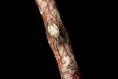 Waitkera waitakerensis