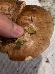 Cortinarius percomis