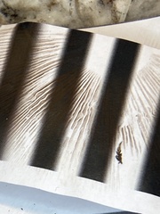 Cortinarius percomis