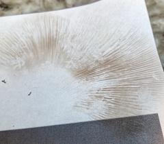 Cortinarius percomis