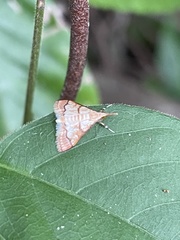 Autocharis