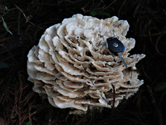 Climacodon dubitativus