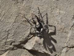Menemerus taeniatus