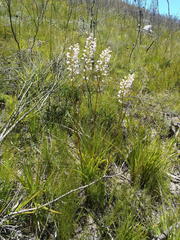 Eulophia barbata