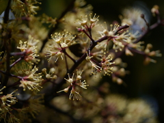 Heptapleurum venulosum