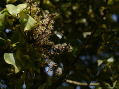 Heptapleurum venulosum