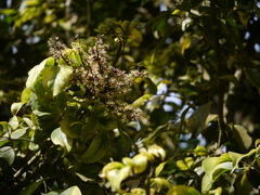 Heptapleurum venulosum