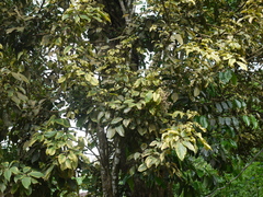 Heptapleurum venulosum