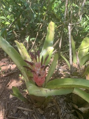 Billbergia pyramidalis
