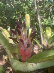Billbergia pyramidalis