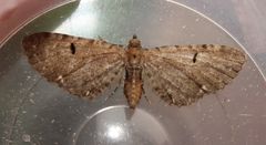 Eupithecia assimilata