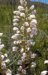 Eulophia barbata