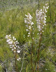 Eulophia barbata