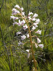 Eulophia barbata