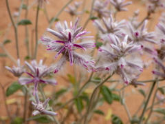 Ptilotus sessilifolius