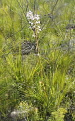 Eulophia barbata