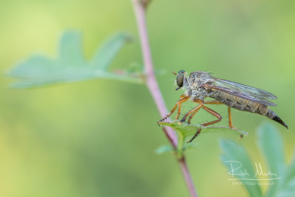Aneomochtherus flavicornis