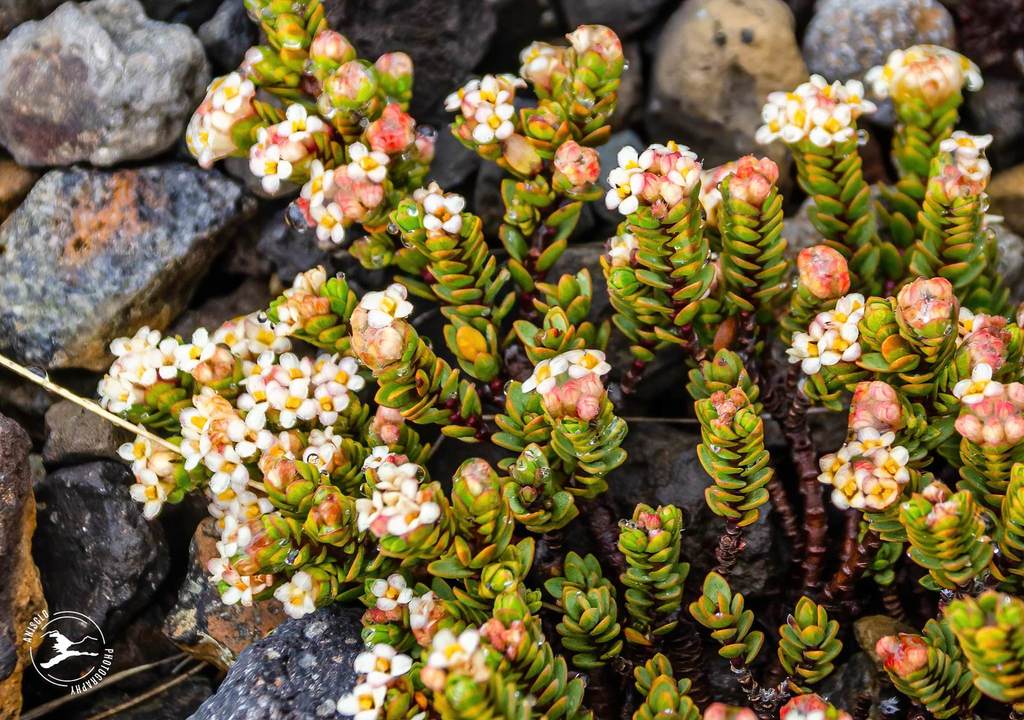 Pimelea microphylla