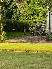 Vulpes vulpes vulpes