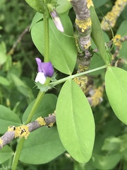 Vicia bithynica