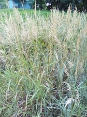 Calamagrostis pseudophragmites