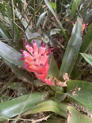 Billbergia pyramidalis