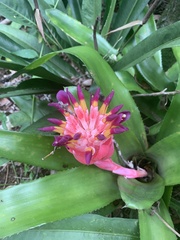 Billbergia pyramidalis