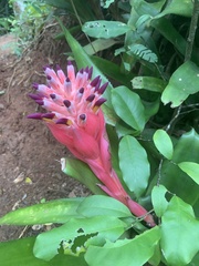 Billbergia pyramidalis