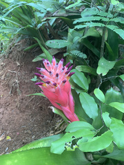 Billbergia pyramidalis
