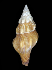 Nodopelagia brazieri