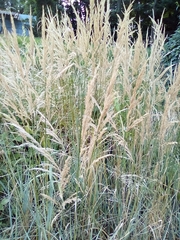 Calamagrostis pseudophragmites