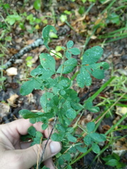 Chamaecytisus ruthenicus