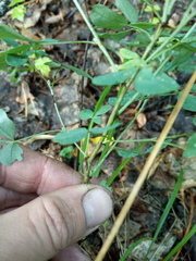 Chamaecytisus ruthenicus