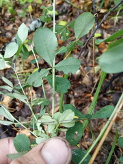 Chamaecytisus ruthenicus
