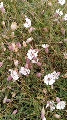 Silene uniflora uniflora