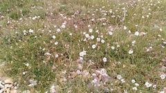 Silene uniflora uniflora
