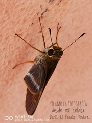 Panoquina evansi