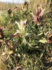 Castilleja arctica