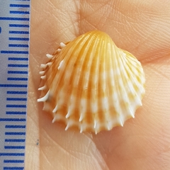 Acanthocardia aculeata