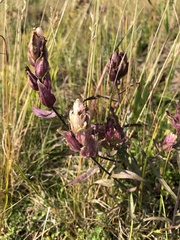 Castilleja arctica