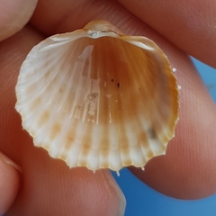 Acanthocardia aculeata