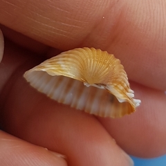 Acanthocardia aculeata