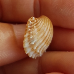 Acanthocardia aculeata
