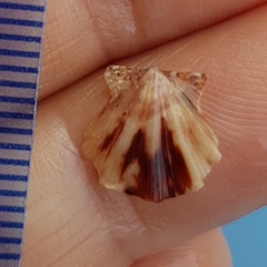 Flexopecten flexuosus