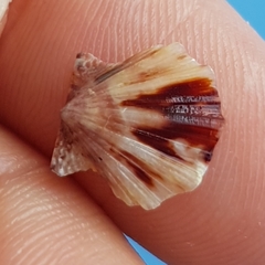 Flexopecten flexuosus