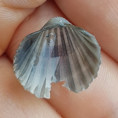 Acanthocardia paucicostata